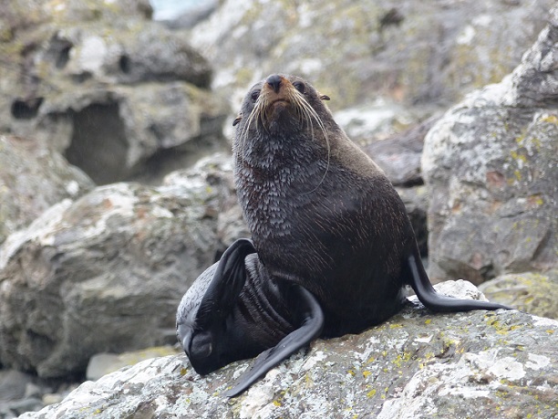 A New Zealand fur seal near Kaikoura, Nov 2015
